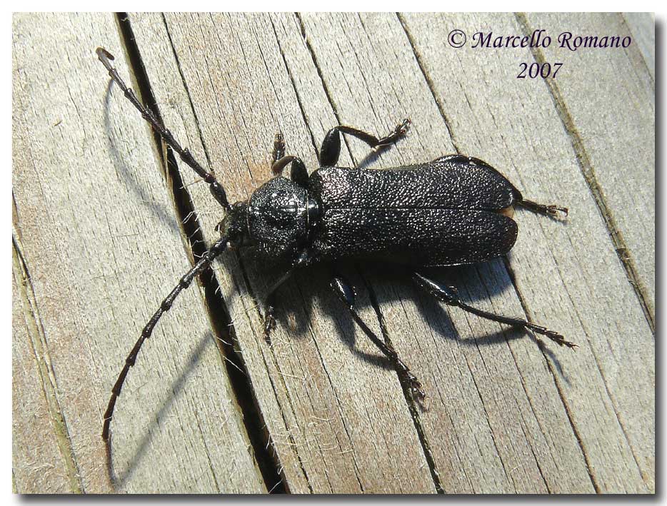 A spasso sulle Alpi Marittime: Ropalopus insubricus